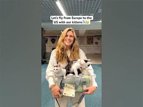 Flying from Europe to the USA with our 3 kittens we rescued in Serbia  pettravel travelcat