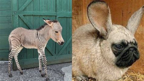 15 Unbelievable Animal Hybrid Species